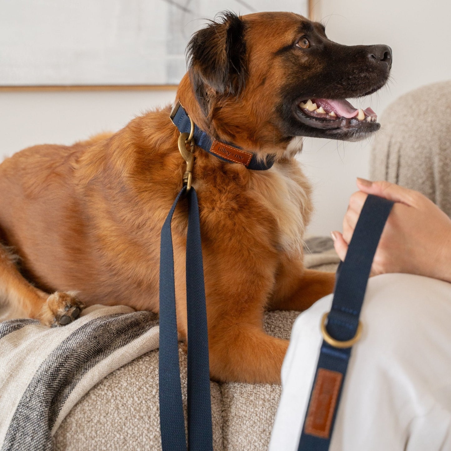 Tilley + Me Hemp Cotton Dog Leash