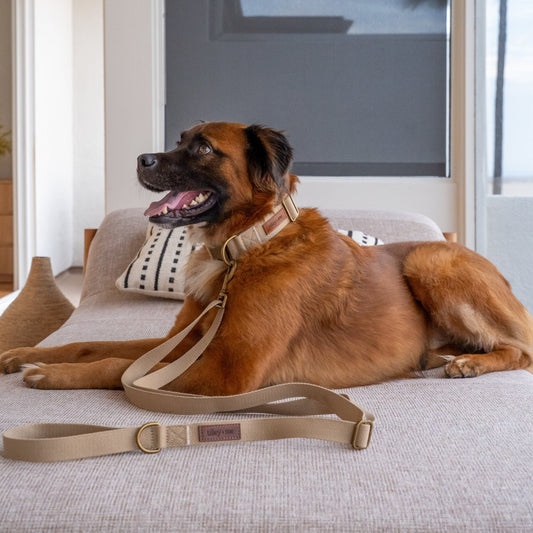 Tilley + Me Hemp Cotton Dog Leash