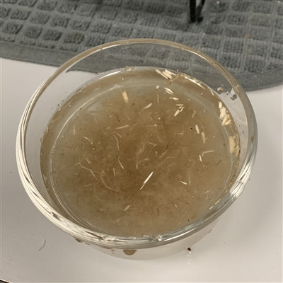 100% American Hemp Short  Fiber 0.5"