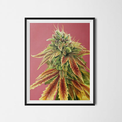 Gorilla Zkittlez 18"x24" Poster