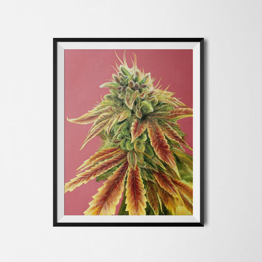 Gorilla Zkittlez 18"x24" Poster