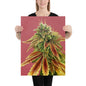 Gorilla Zkittlez 18"x24" Poster